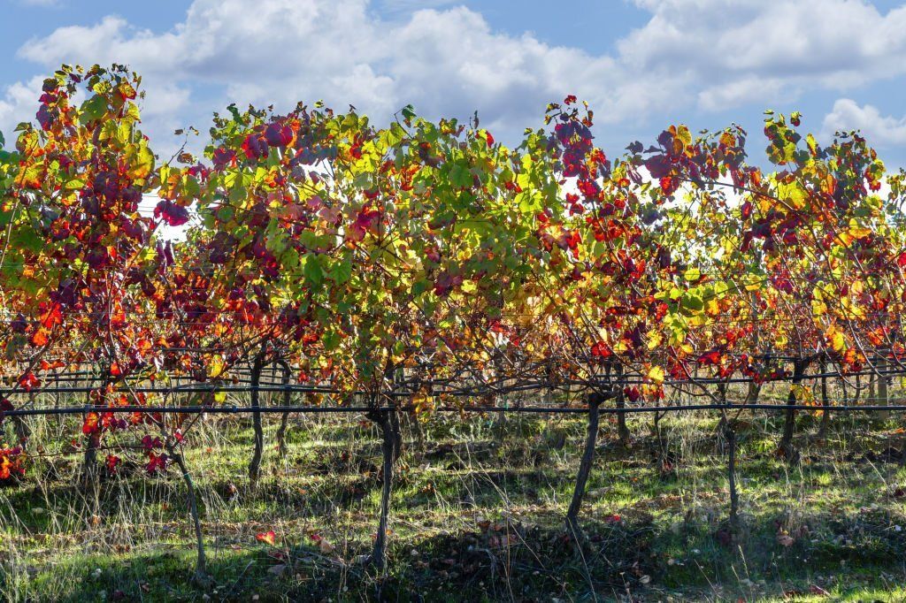 Байррада (Португалия) – важный регион производства игристых вин