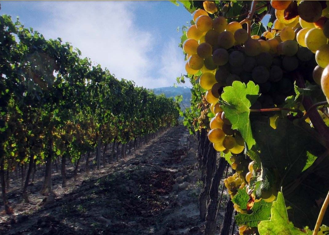 Гави (Gavi): история, климат, виноградники, вина