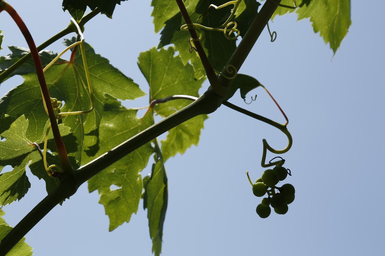 Трентино-Альто-Адидже — высокогорные виноградники Италии 